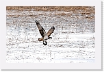 saaksi Osprey 9108 * 1219 x 779 * (770KB)